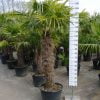 Trachycarpus Fortunei 120-130 cm