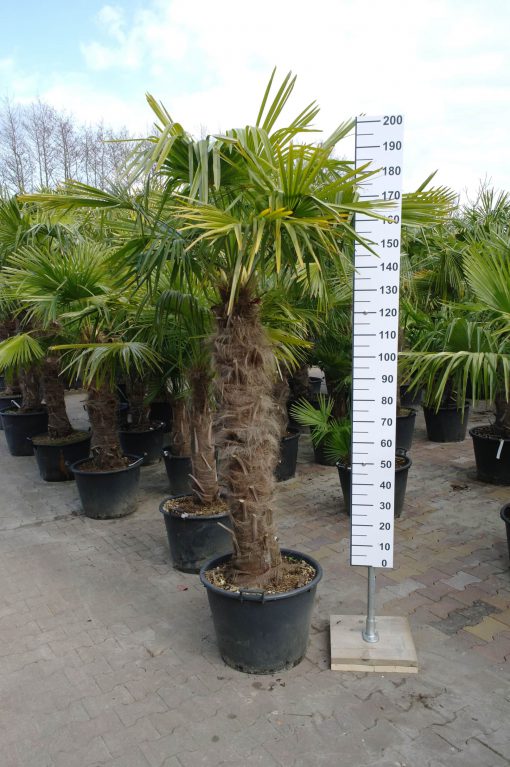 Trachycarpus Fortunei 120-130 cm