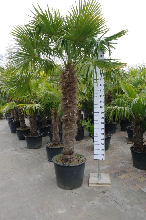Trachycarpus Fortunei 160-170 cm