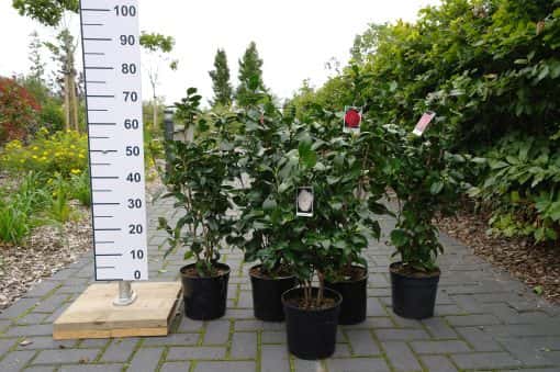 Camellia Japonica 'Paulina Maggi'- wit - Afbeelding 4