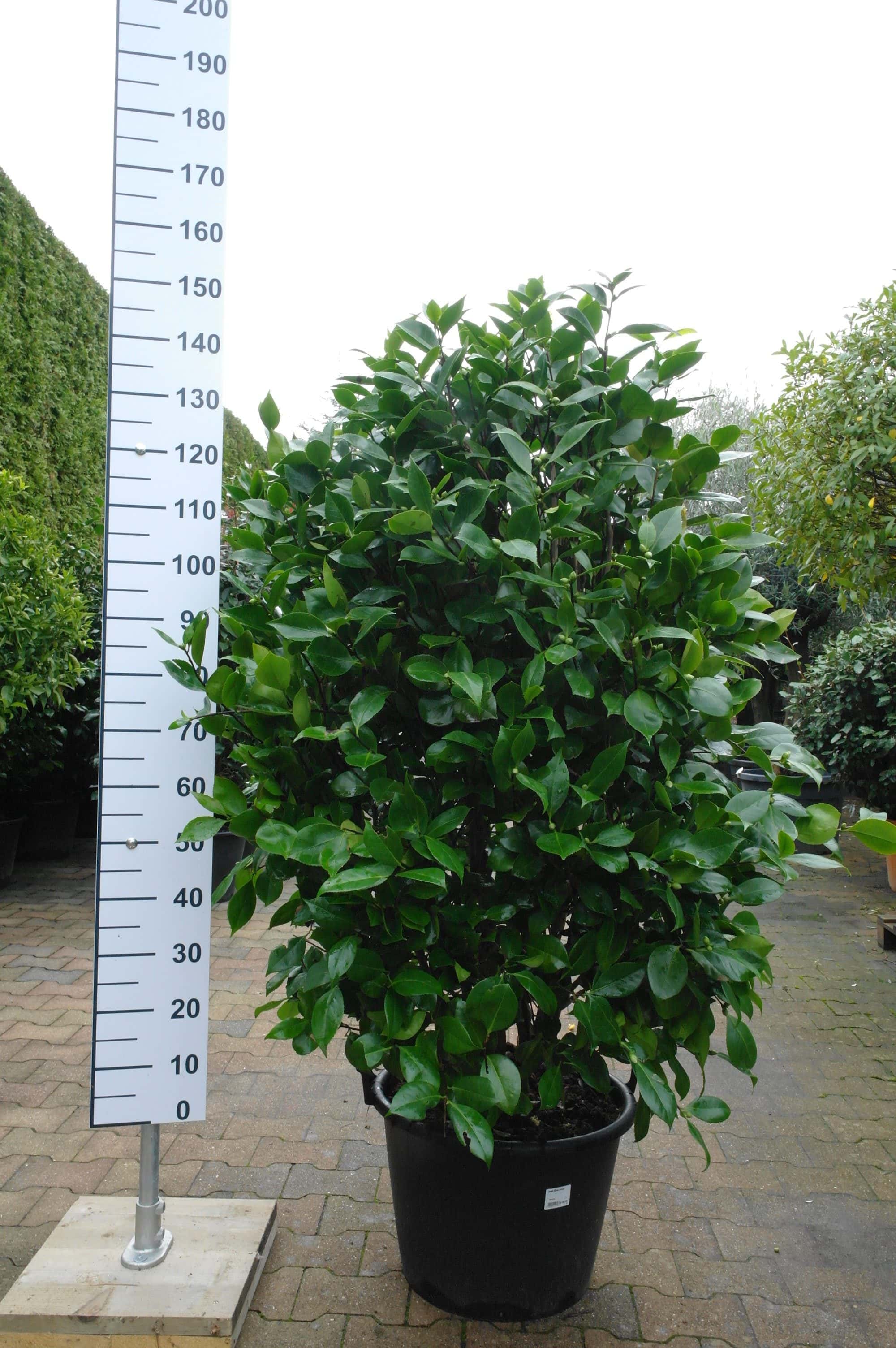 Camellia Japonica 'Dr Burnside' Goedkopeolijfbomen.nl