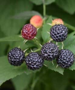 Rubus idaeus 'Black Jewel'- framboos