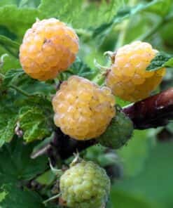 Rubus idaeus 'Fallgold' - framboos