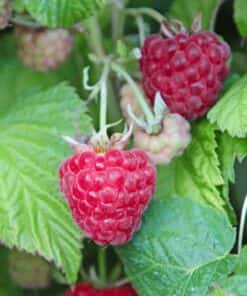 Rubus idaeus 'Malling Promise'- framboos