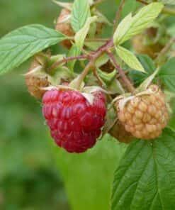 Rubus idaeus ´Meeker´®- framboos