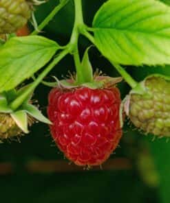 Rubus idaeus ´Schönemann´- framboos