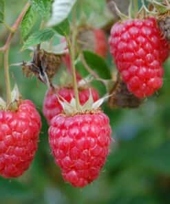 Rubus idaeus ´Willamette'- framboos