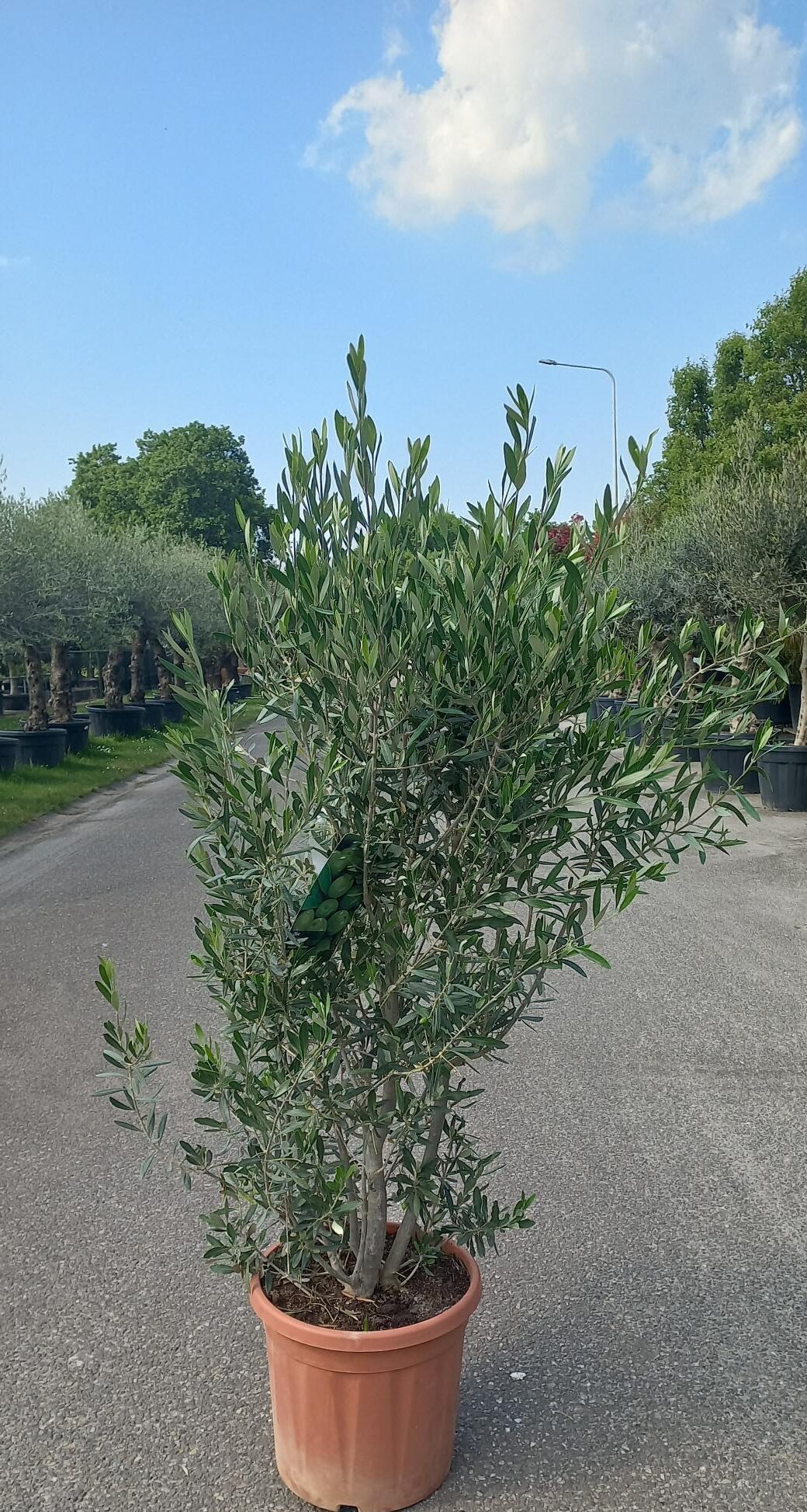 Sunny Tree - Olijfboom In Een Decoratieve Pot - Olea Europaea Winterharde Olijfboom Bonsai 200 Cm 100 Jaar Oude Olijfboom
