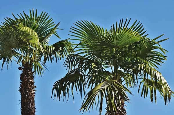 Palmboom soorten