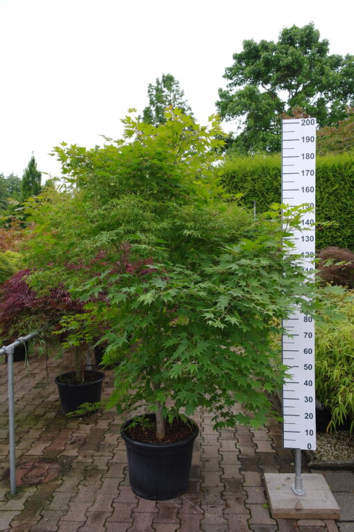 Acer palmatum 'Kaba'
