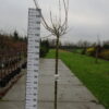 Acer negundo 'Flamingo'