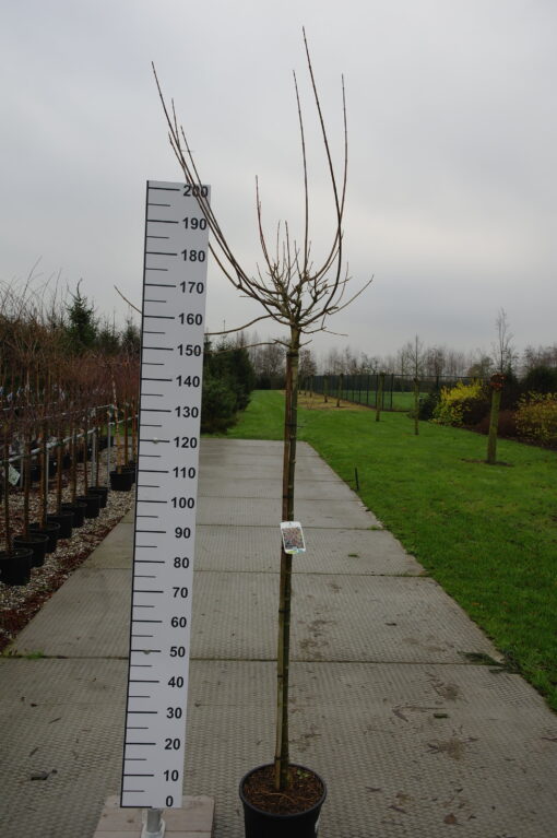 Acer negundo 'Flamingo'