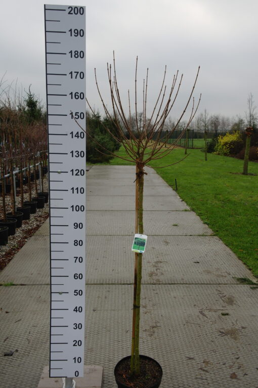 Acer Campestre 'Nanum'