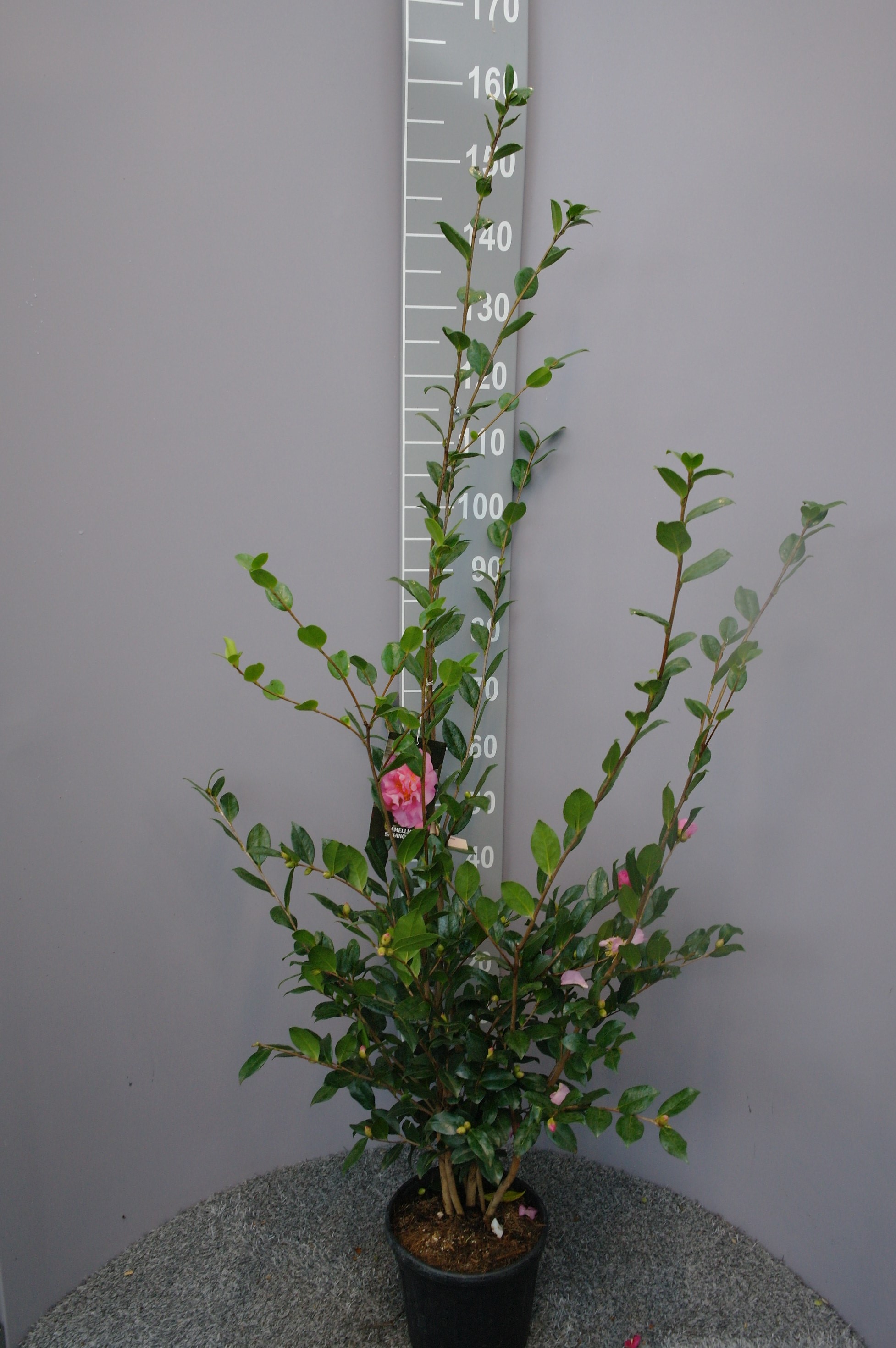 Camellia Sasanqua 'Eleonora Genoni'
