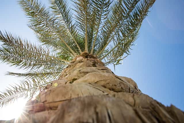 Palmboom planten