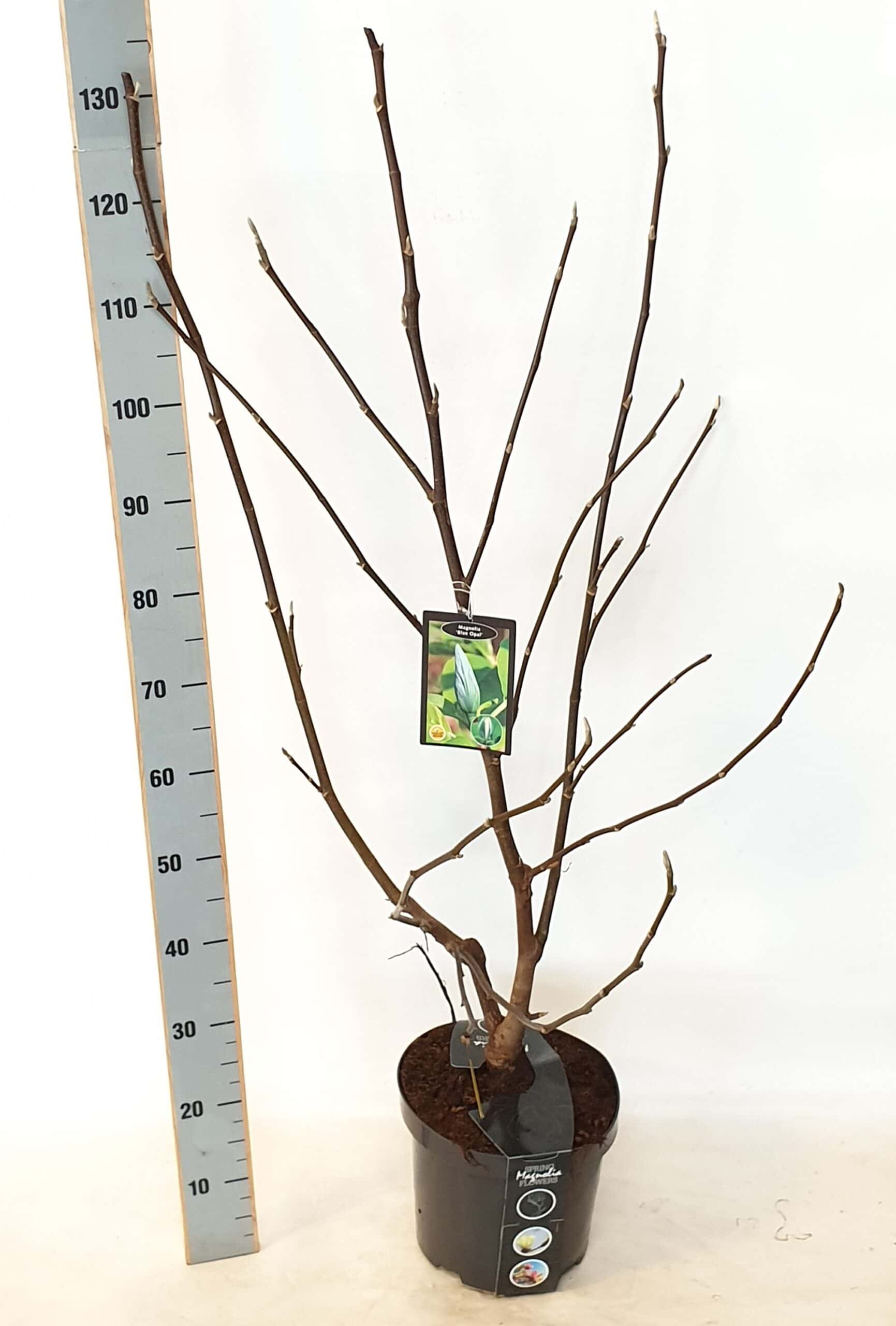 Magnolia 'Blue Opal' - Goedkopeolijfbomen.nl