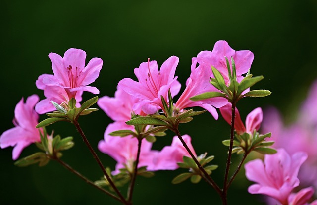 Roze bloeiende Rhododendron