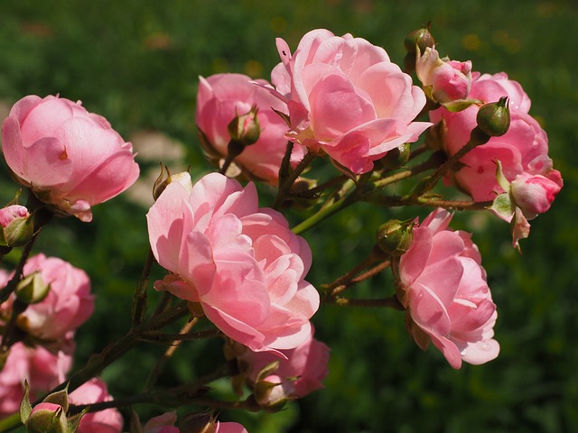 Roze bloeiende rozenstruik