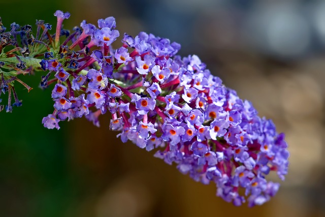Winterharde vlinderstruik met paarse bloemen