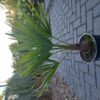 Kleine Trachycarpus Fortunei palmboom (Chinese Waaierpalm).