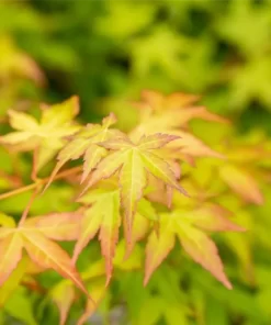 Acer palmatum Bi-Hoo