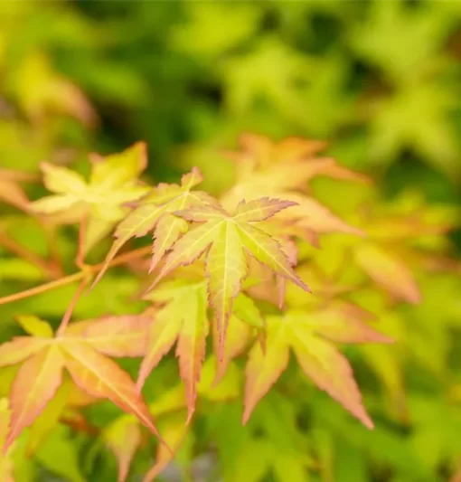 Acer palmatum Bi-Hoo