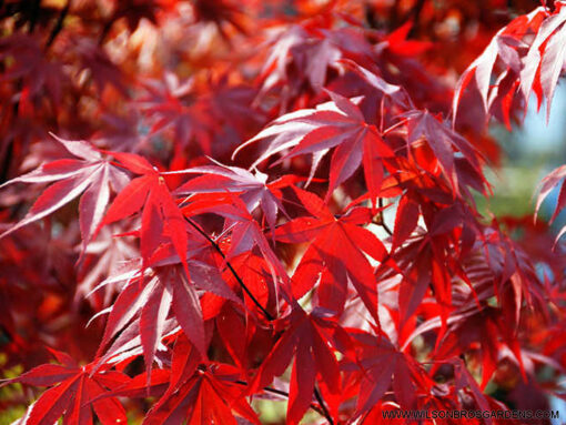 Acer palmatum 'Fireglow'