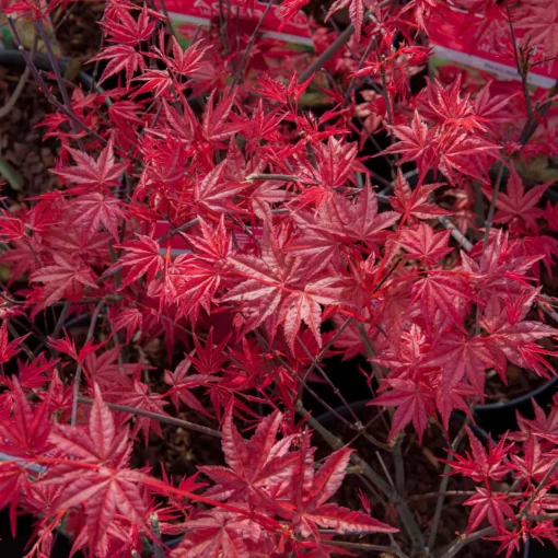 Acer palmatum Beni-maiko