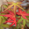 Acer palmatum 'Phoenix' op stam
