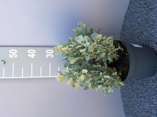 Atriplex num. 'Silverholly'