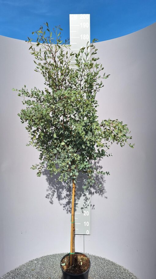 Eucalyptus Gunnii op stam