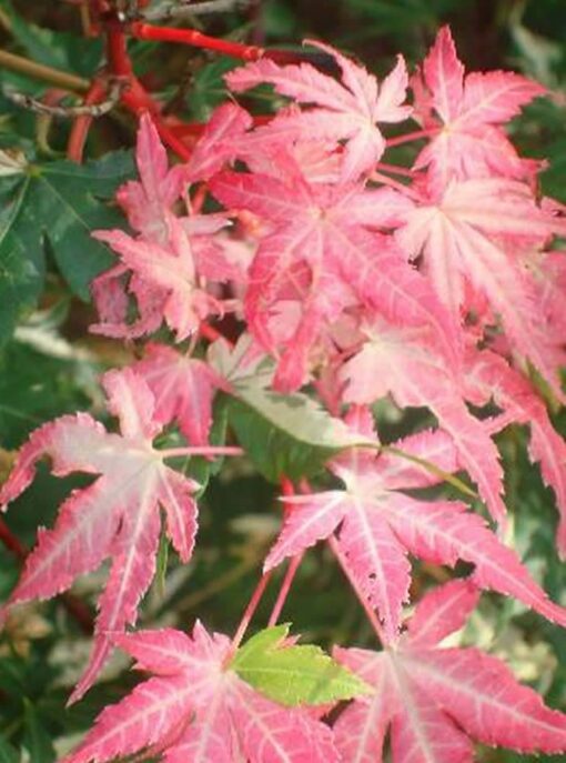 Acer palmatum 'Oridono-nishiki' op stam