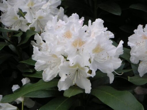 Rhododendron 'Cunningham's White' wit