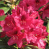 Rhododendron 'Nova Zembla' rood