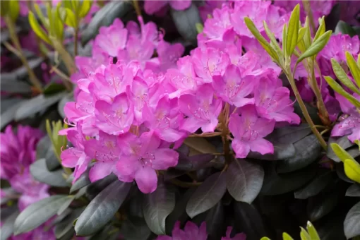 Rhododendron 'Roseum Elegans' roze