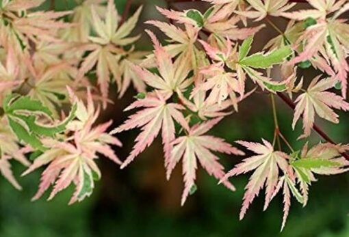 Acer Palmatum 'Butterfly'