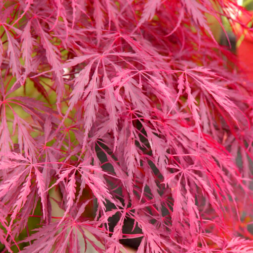 Acer Palmatum 'Inaba-Shidare'