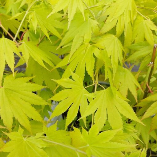 Acer shirasawanum ‘Jordan’
