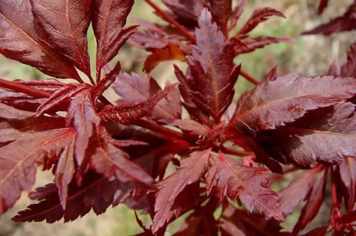 Acer palmatum Beni-hagoromo