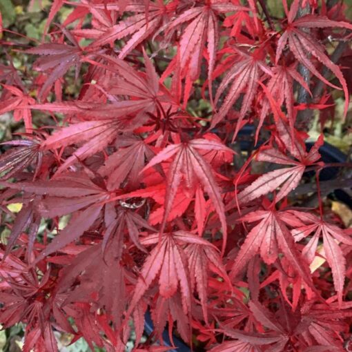 Acer Palmatum 'Shaina'