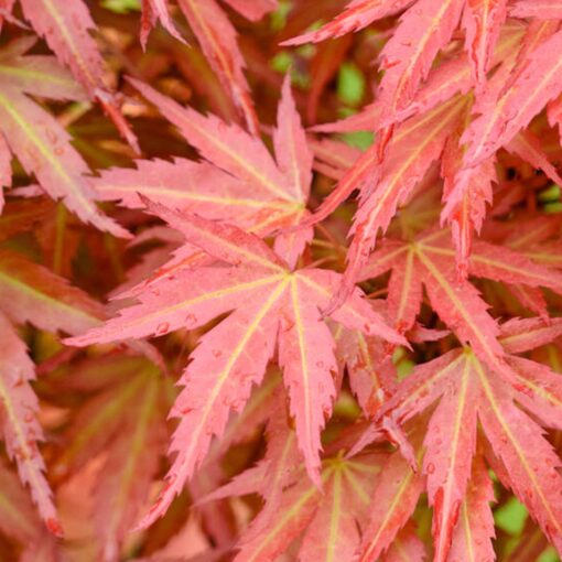 Acer Palmatum 'Wilson's Pink Dwarf'