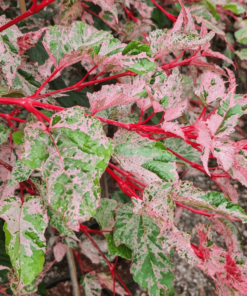 Acer Conspicum 'Red Flamingo'