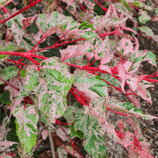 Acer Conspicum 'Red Flamingo'