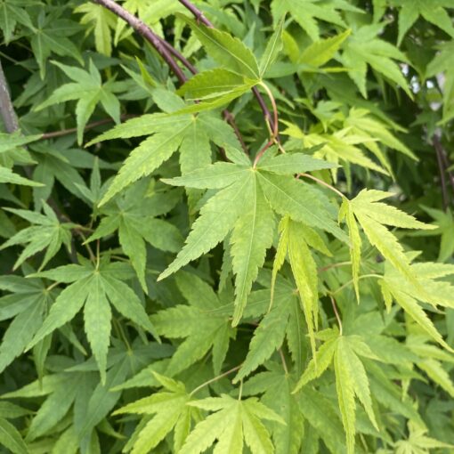 Acer Palmatum 'Ryusen'