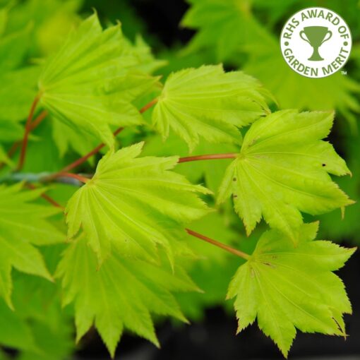 Acer shirasawanum 'Aureum'