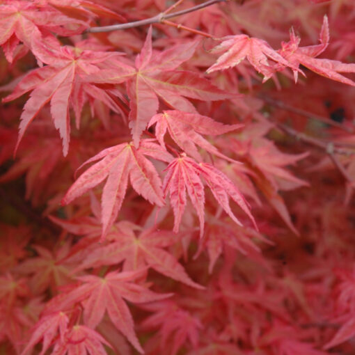 Acer Palmatum 'Sumi-nagashi'