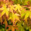 Acer shirasawanum 'Summergold'