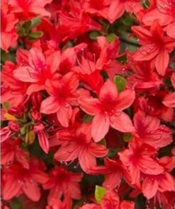 Azalea Japonica 'Aladin Scout' rood