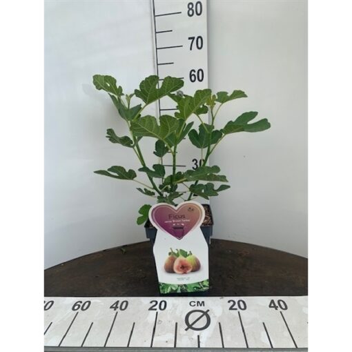 Ficus Carica 'Brown Turkey' - Afbeelding 2