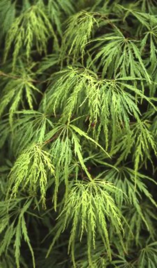 Acer Palmatum 'Dissectum'